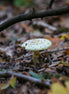 False Deathcap 2 (photo)
