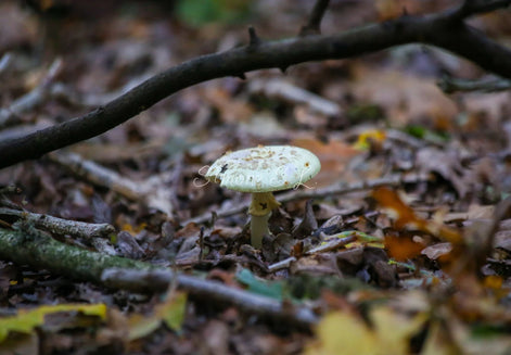 False Deathcap 2 (photo)