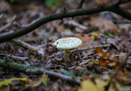 False Deathcap 2 (photo)