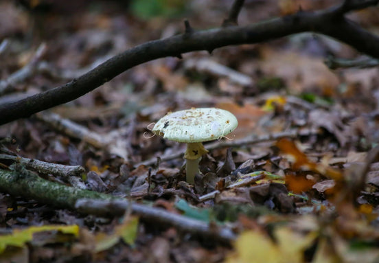 False Deathcap 2 (photo)