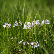 Family of flowers (photo) - 1