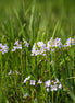 Family of flowers (photo) - 1
