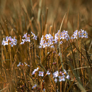 Family of flowers (photo) - 2