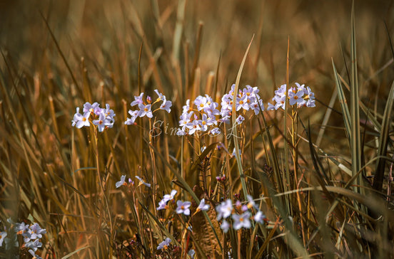 Family of flowers (photo) - 2