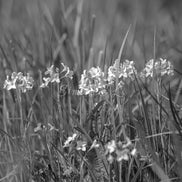 Family of flowers (photo) - 3