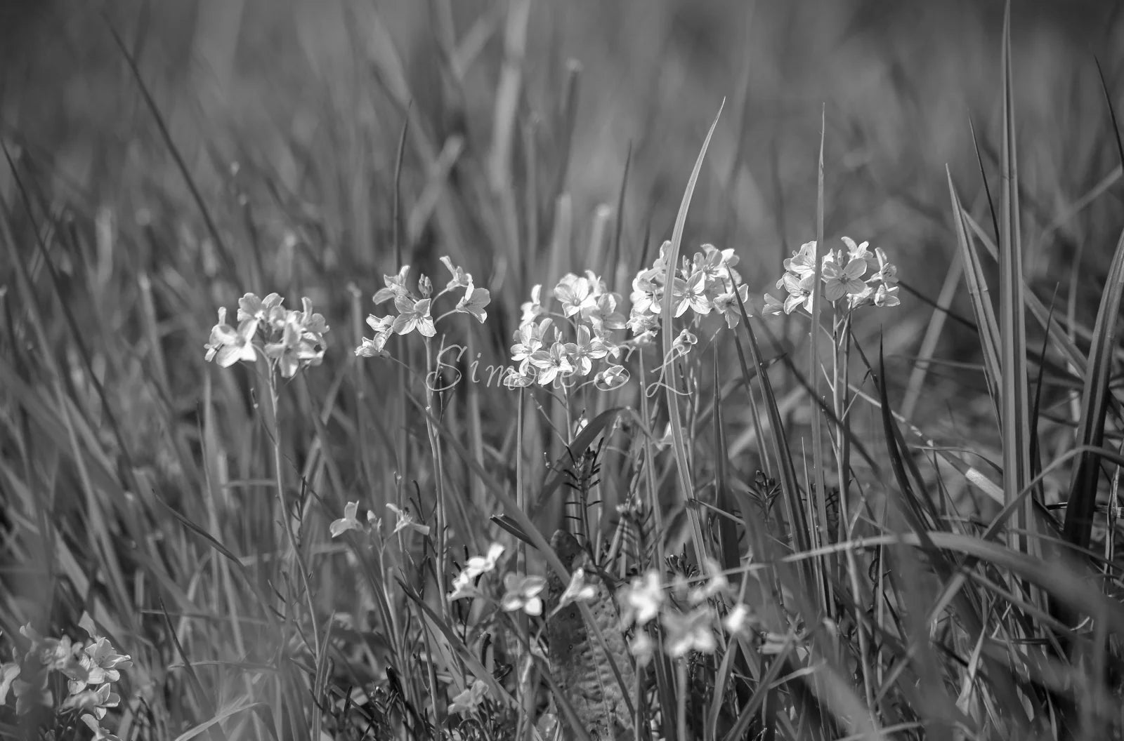 Family of flowers (photo) - 3