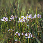 Family of flowers (photo) - 4
