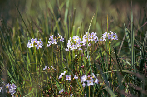 Family of flowers (photo) - 4