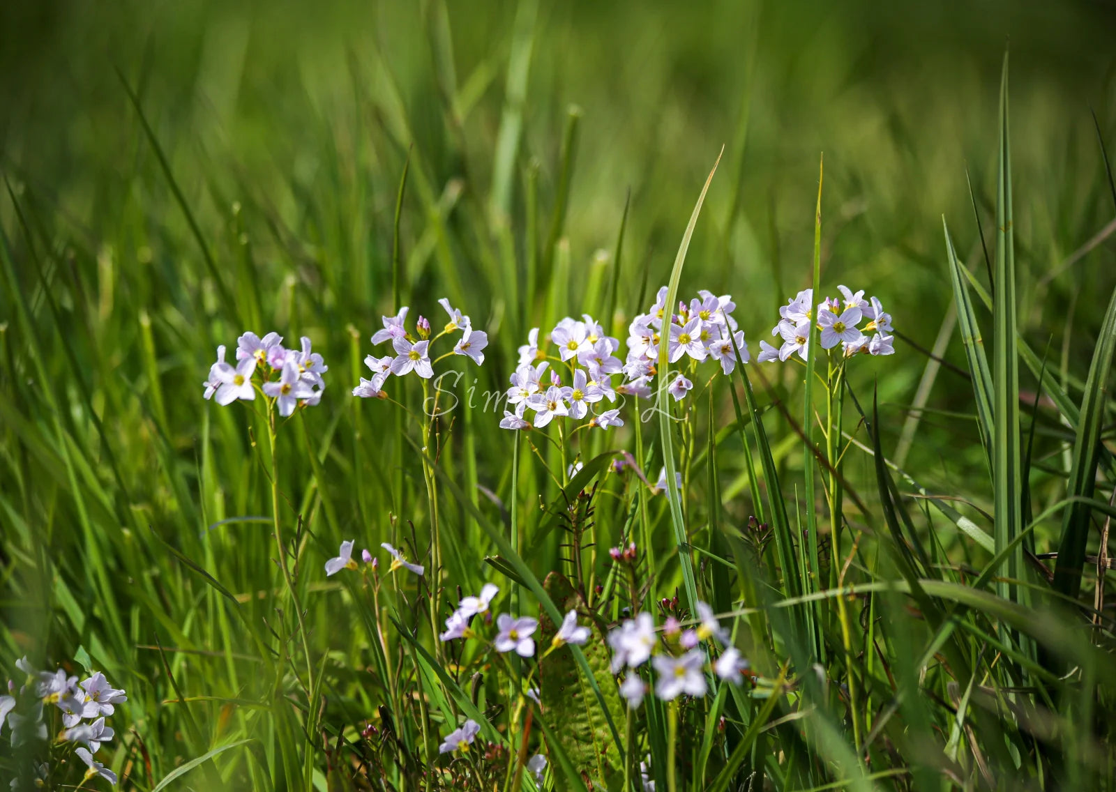 Family of flowers (photo)