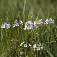 Family of flowers (photo) - 5