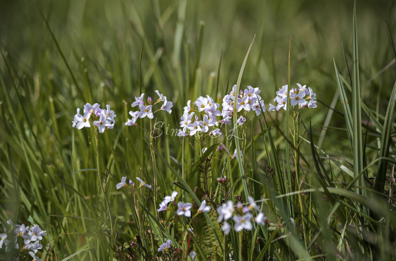 Family of flowers (photo) - 5