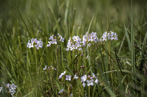 Family of flowers (photo) - 5