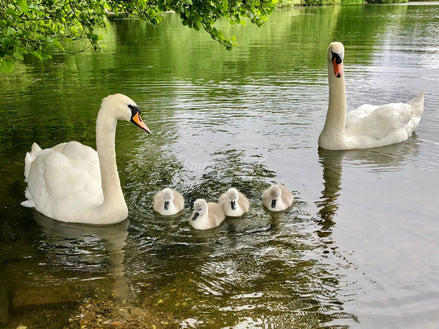 Family Outing (photo) - 1
