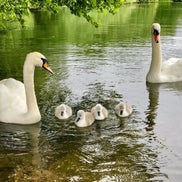 Family Outing (photo)