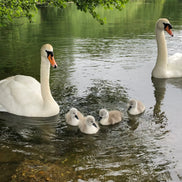 Family Outing (photo) - 2