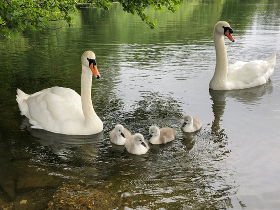 Family Outing (photo) - 2