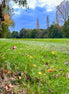 Far Away Mushroom (photo)