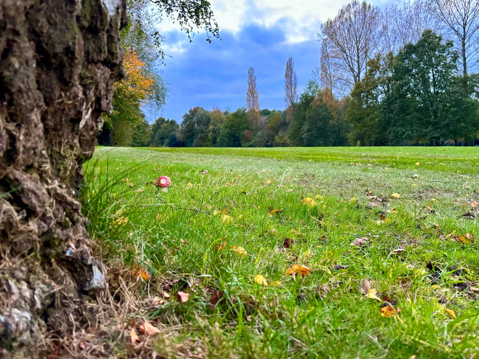 Far Away Mushroom (photo)