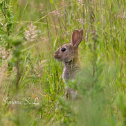 Field Rabbit (photo)