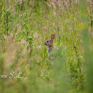 Field Rabbit (photo) - Landscape