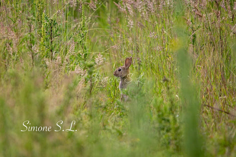 Field Rabbit (photo) - Landscape