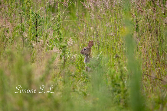 Field Rabbit (photo) - Landscape