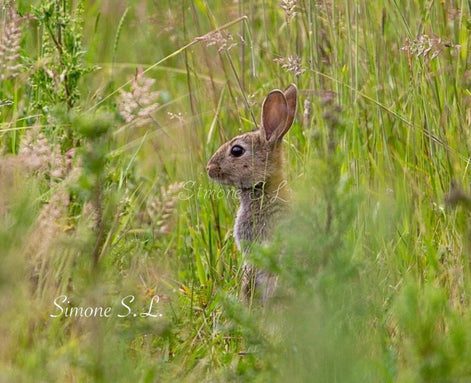 Field Rabbit (photo) - Portrait