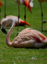 Flamingo 2 (photo)