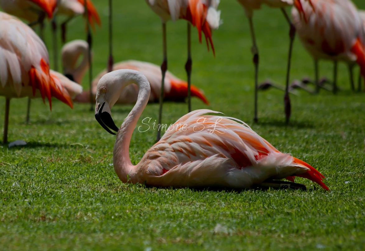 Flamingo 2 (photo)