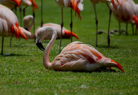 Flamingo 2 (photo)