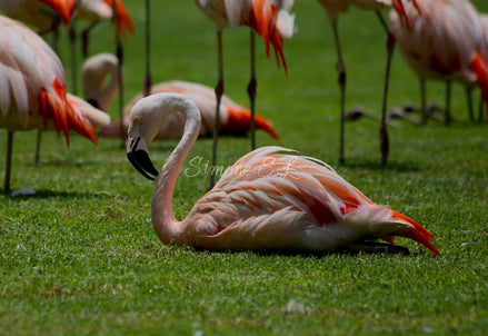 Flamingo 2 (photo)