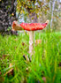 Flat Fly Agaric Portrait Shot (photo)