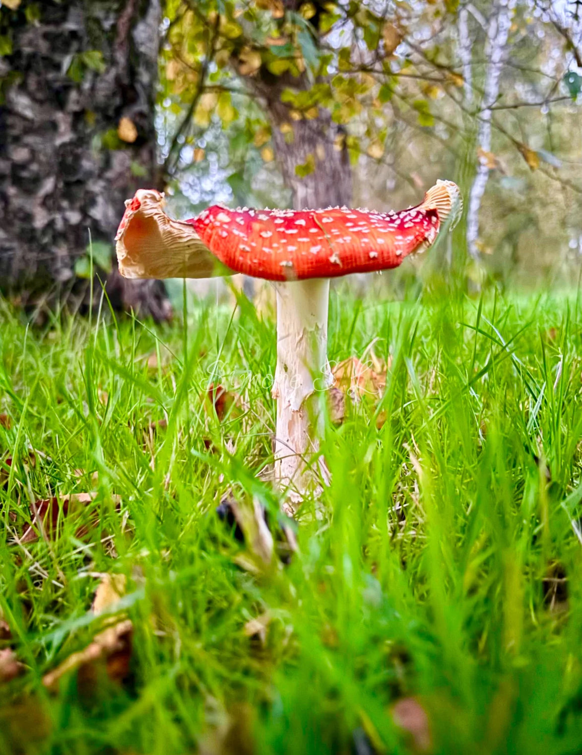 Flat Fly Agaric Portrait Shot (photo)