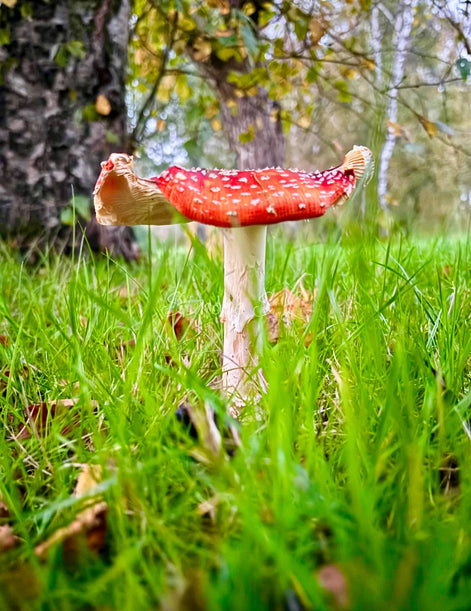 Flat Fly Agaric Portrait Shot (photo)