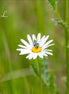 Flower Bug (photo)