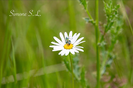 Flower Bug (photo)