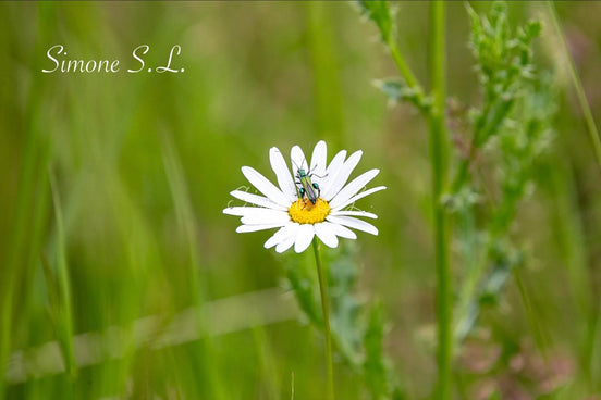 Flower Bug (photo)