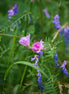 Flower (photo)