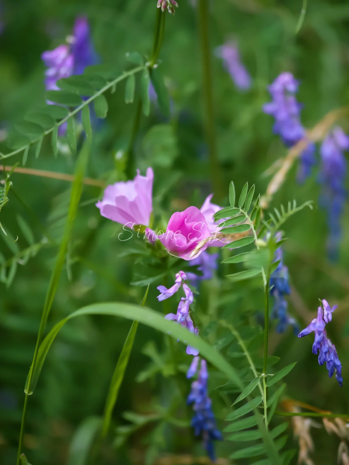 Flower (photo)