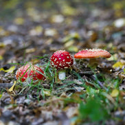 Fly Agaric Family (photo)