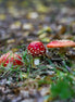 Fly Agaric Family (photo) - Further Away