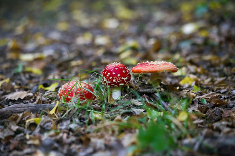 Fly Agaric Family (photo) - Further Away