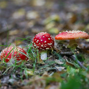 Fly Agaric Family (photo) - Zoom In