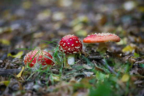 Fly Agaric Family (photo) - Zoom In