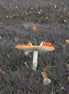 Fly Agaric In Wonderland (photo)