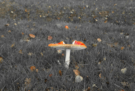 Fly Agaric In Wonderland (photo)