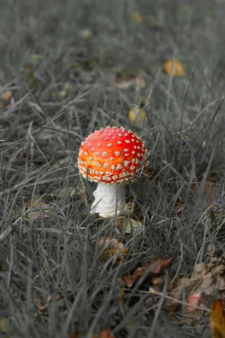 Fly Agaric In Wonderland - Portrait Shot (photo)