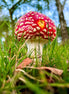 Fly Agaric Portrait Shot (photo)