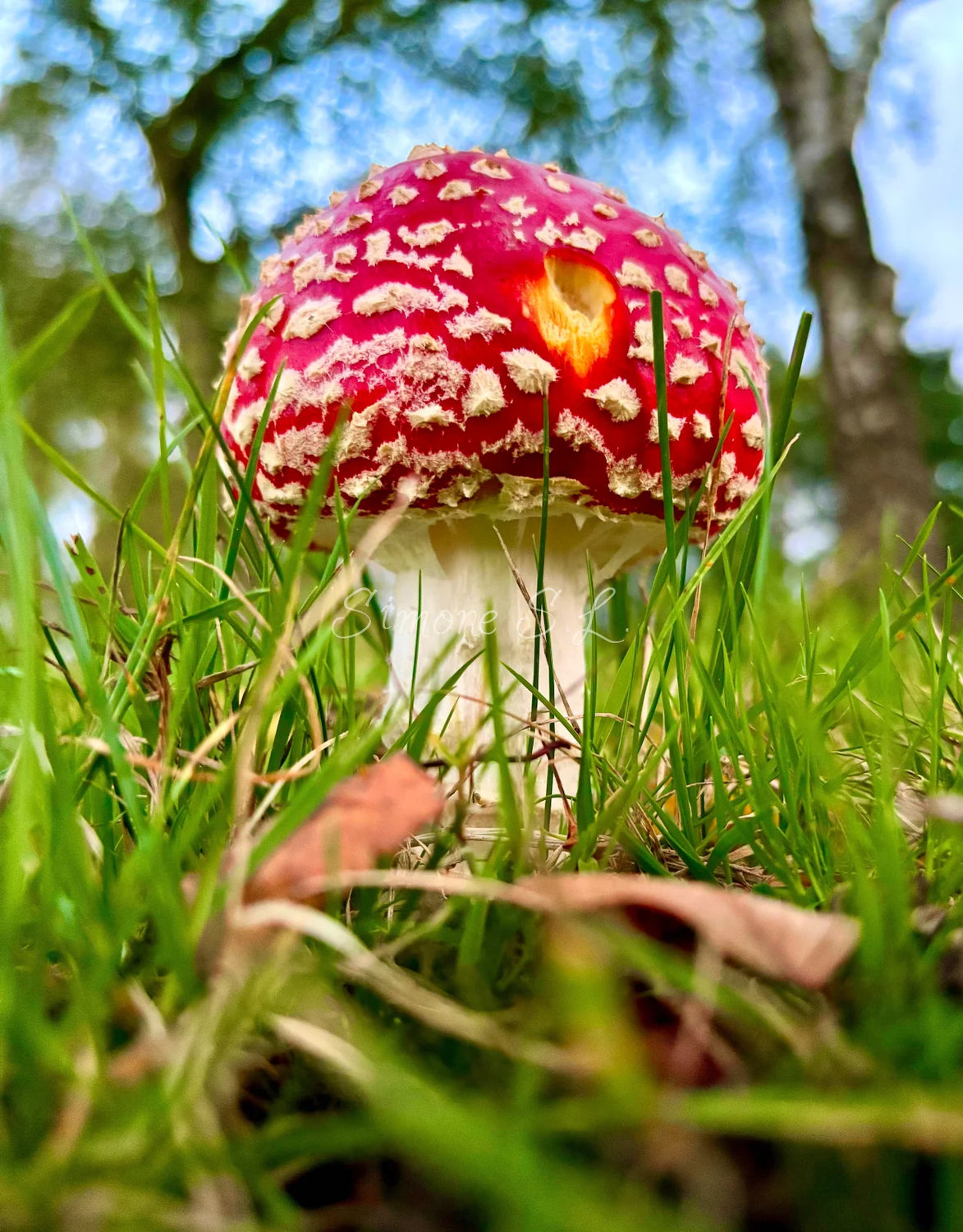 Fly Agaric Portrait Shot (photo)