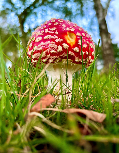 Fly Agaric Portrait Shot (photo)